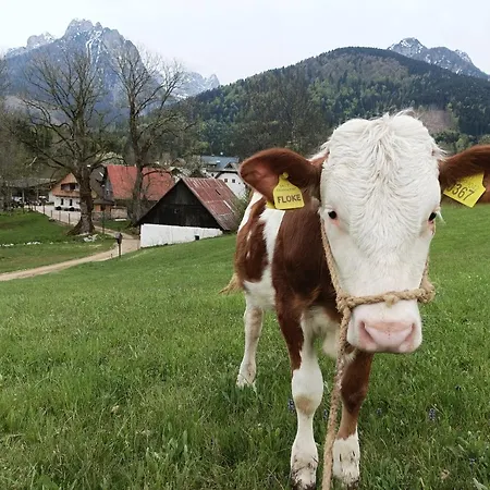 Greuth Hutte * Tarvisio