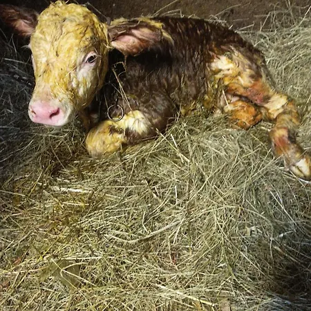 Greuth Hutte 別荘 *