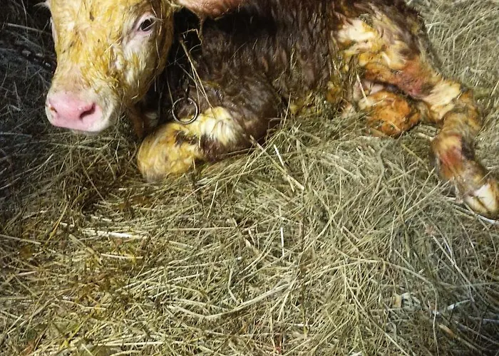 Greuth Hutte Vakantiehuis *